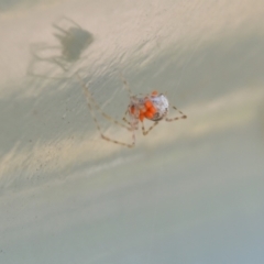 Theridiidae sp. (family) at Greenleigh, NSW - 1 Nov 2021