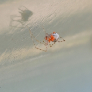 Theridiidae (family) at Greenleigh, NSW - 1 Nov 2021