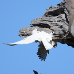 Falco cenchroides at Pialligo, ACT - 22 Sep 2021