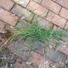 Lolium sp. (Ryegrass) at Greenleigh, NSW - 8 Nov 2021 by LyndalT