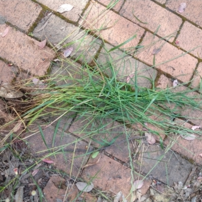 Lolium sp. (Ryegrass) at Greenleigh, NSW - 9 Nov 2021 by LyndalT