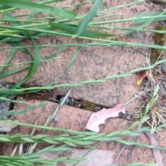 Lolium (genus) at Greenleigh, NSW - 9 Nov 2021 09:21 AM