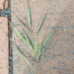 Bromus diandrus (Great Brome) at Greenleigh, NSW - 9 Nov 2021 by LyndalT