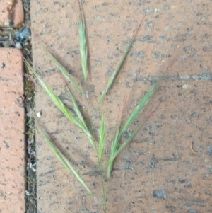 Bromus diandrus at Greenleigh, NSW - 9 Nov 2021