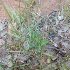 Bromus diandrus at Greenleigh, NSW - 9 Nov 2021 09:19 AM