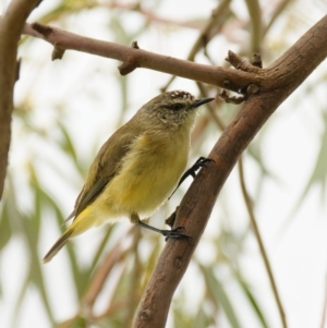 Acanthiza chrysorrhoa at Lyneham, ACT - 9 Nov 2021 07:24 AM