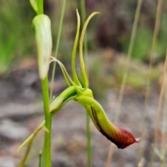 Cryptostylis subulata (Cow Orchid) at Vincentia, NSW - 5 Nov 2021 by RobG1