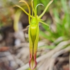 Cryptostylis subulata at Vincentia, NSW - suppressed