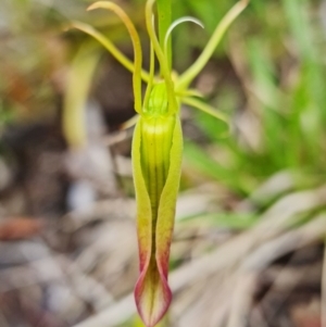 Cryptostylis subulata at Vincentia, NSW - suppressed