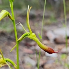 Cryptostylis subulata at Vincentia, NSW - suppressed