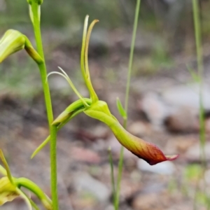 Cryptostylis subulata at Vincentia, NSW - suppressed