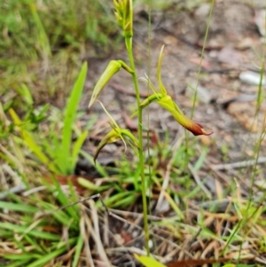 Cryptostylis subulata at Vincentia, NSW - suppressed