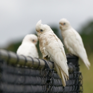 Cacatua sanguinea at Lyneham, ACT - 9 Nov 2021