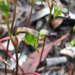 Caleana minor (Small Duck Orchid) at Lower Boro, NSW - 8 Nov 2021 by mcleana