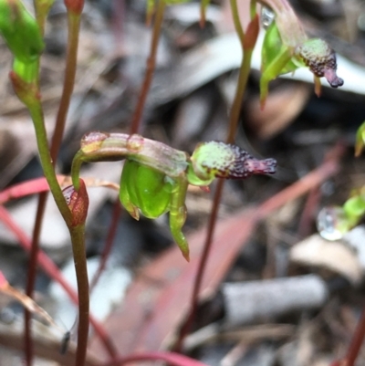 Caleana minor (Small Duck Orchid) at Lower Boro, NSW - 9 Nov 2021 by mcleana