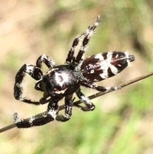 Sandalodes superbus at Lower Boro, NSW - 6 Nov 2021