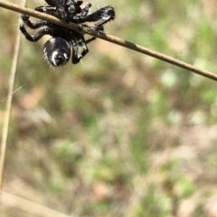 Sandalodes superbus at Lower Boro, NSW - 6 Nov 2021