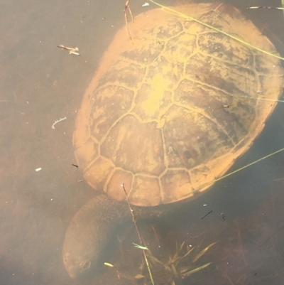 Chelodina longicollis (Eastern Long-necked Turtle) at Lower Boro, NSW - 5 Nov 2021 by mcleana