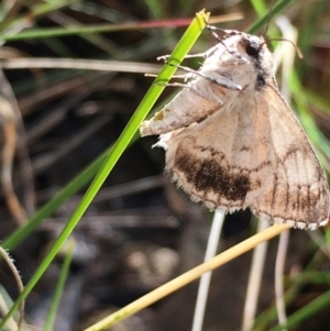 Rhuma argyraspis at Lower Boro, NSW - 6 Nov 2021