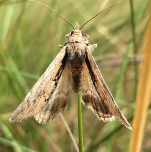 Rhuma argyraspis at Lower Boro, NSW - 6 Nov 2021