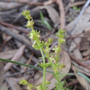 Galium gaudichaudii at Theodore, ACT - 11 Oct 2021