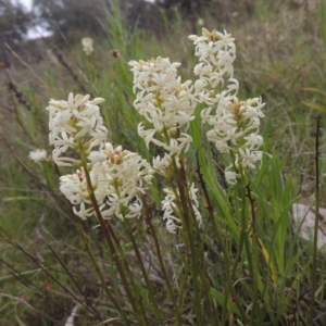 Stackhousia monogyna at Theodore, ACT - 11 Oct 2021