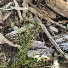 Schoenus apogon (Common Bog Sedge) at Garran, ACT - 8 Nov 2021 by ruthkerruish