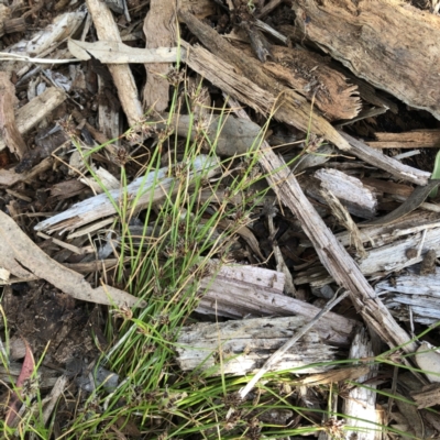 Schoenus apogon (Common Bog Sedge) at Garran, ACT - 9 Nov 2021 by ruthkerruish