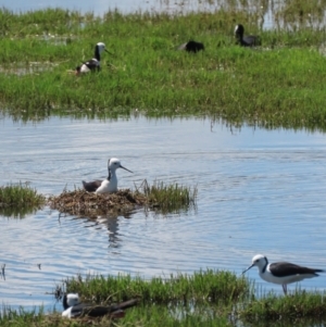 Himantopus leucocephalus at Fyshwick, ACT - 8 Nov 2021