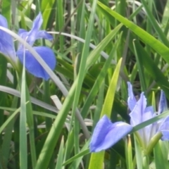 Iris unguicularis (Algerian Winter Iris) at Dunlop, ACT - 8 Nov 2021 by johnpugh