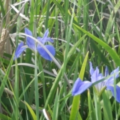 Iris unguicularis at Dunlop, ACT - 8 Nov 2021