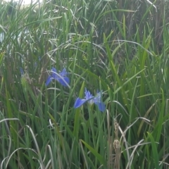 Iris unguicularis at Dunlop, ACT - 8 Nov 2021