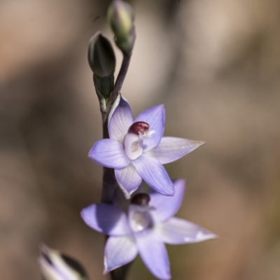 Thelymitra sp. aff. cyanapicata (Blue Top Sun-orchid) at Penrose, NSW - 28 Oct 2021 by Aussiegall
