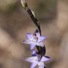 Thelymitra sp. aff. cyanapicata at Penrose, NSW - suppressed