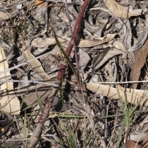 Thelymitra sp. aff. cyanapicata at Penrose, NSW - suppressed