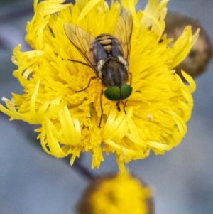 Scaptia sp. (genus) at Penrose, NSW - suppressed