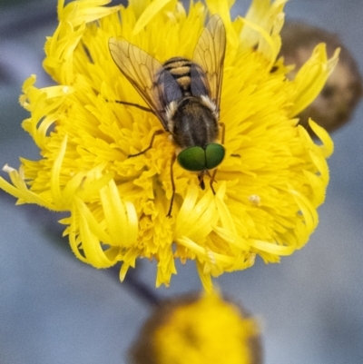 Scaptia sp. (genus) (March fly) at Penrose, NSW - 3 Nov 2021 by Aussiegall