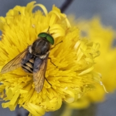 Scaptia sp. (genus) at Penrose, NSW - suppressed