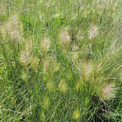 Austrostipa densiflora (Foxtail Speargrass) at Macgregor, ACT - 9 Nov 2021 by trevorpreston