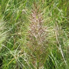 Austrostipa densiflora at Macgregor, ACT - 9 Nov 2021