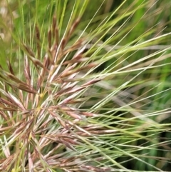 Austrostipa densiflora at Macgregor, ACT - 9 Nov 2021