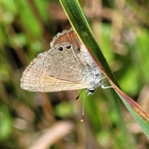 Nacaduba biocellata at Macgregor, ACT - 9 Nov 2021