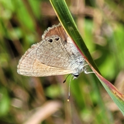 Nacaduba biocellata (Two-spotted Line-Blue) at Macgregor, ACT - 9 Nov 2021 by trevorpreston