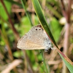 Nacaduba biocellata at Macgregor, ACT - 9 Nov 2021 11:08 AM