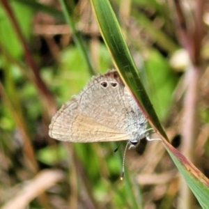 Nacaduba biocellata at Macgregor, ACT - 9 Nov 2021