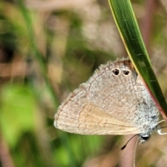 Nacaduba biocellata at Macgregor, ACT - 9 Nov 2021 11:08 AM