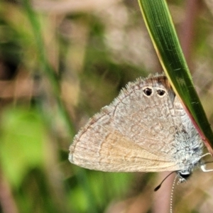 Nacaduba biocellata at Macgregor, ACT - 9 Nov 2021