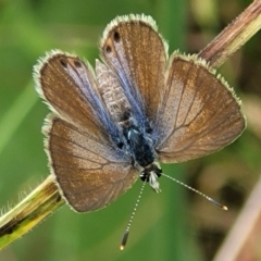 Nacaduba biocellata (Two-spotted Line-Blue) at Macgregor, ACT - 9 Nov 2021 by trevorpreston