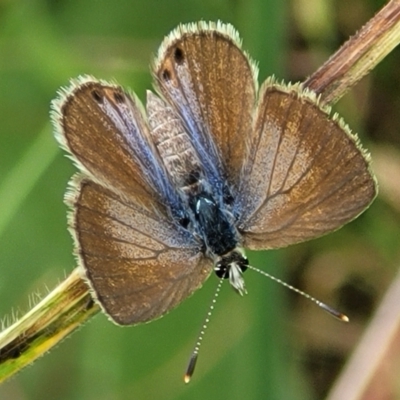 Nacaduba biocellata (Two-spotted Line-Blue) at Macgregor, ACT - 9 Nov 2021 by trevorpreston