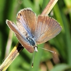 Nacaduba biocellata at Macgregor, ACT - 9 Nov 2021 11:11 AM